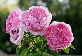 Image result for Rose Italy Mummy