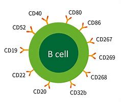 Image result for Antigen-Specific B Cells