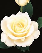 Image result for Best Hybrid Tea Roses