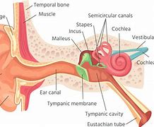 Image result for Ear Canal Opening
