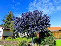 Image result for California Lilac