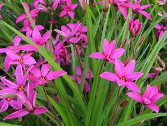 Image result for Rhodoxis hybrida Hebron Farm Pink