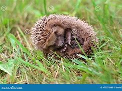 Image result for Hedgehog Curled Up Position