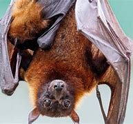 Image result for Giant Bat Animal