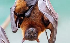 Image result for Giant Bat Species