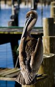 Image result for Pelican Menacing