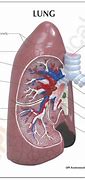 Image result for Labeled Diagram of the Lungs