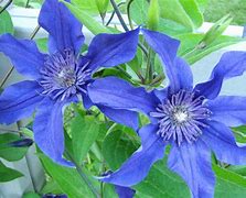 Image result for Non Vining Clematis
