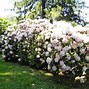 Image result for rhododendron