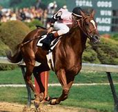 Image result for Affirmed Horse