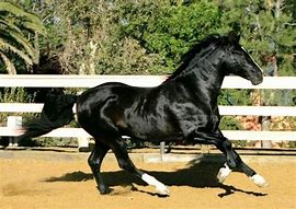 Image result for Azteca Stallion