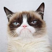 Image result for Grumpy Cat No Wallpaper