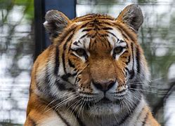 Image result for Animals Asia