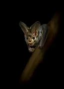 Image result for Ghost Bat Animal