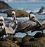 Image result for Pelican Images
