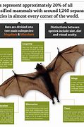 Image result for Bat Facts for Kids