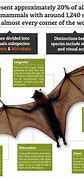 Image result for Names of Bats