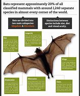 Image result for Bat Species Identification