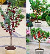 Image result for Dwarf Patio Fruit Trees