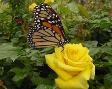 Image result for Butterfly On Yellow Rose