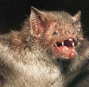 Image result for Vampire Bat Nose