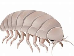 Image result for Isopod PNG