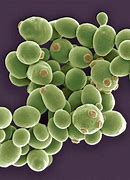Image result for What Is Yeast