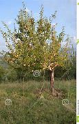 Image result for Kashmir Apple Tree