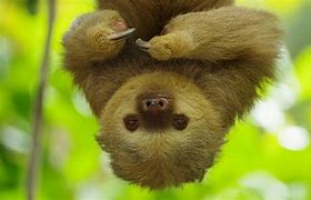 Image result for Baby Sloth Wallpaper