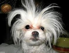 Image result for Bad Hair Day Dog