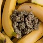 Image result for 8 Week Banana OG Plant