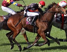 Image result for Horse racing