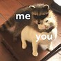 Image result for Cat and Kitten Memes