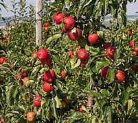 Image result for Grow Apples