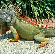 Image result for Giant Iguana