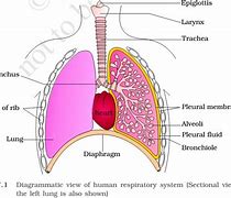 Image result for Science Respiratory System