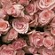 Image result for Pretty Pastel Pink Floral Backgrounds