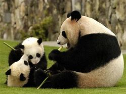 Image result for Urso Panda