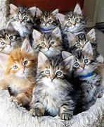 Image result for Lots of Kittens