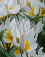 Image result for Tulipa polychroma