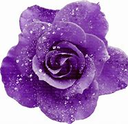 Image result for Flower Purple Sparkle Wallpaper