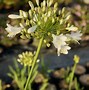 Image result for AGAPANTHUS ICE LOLY