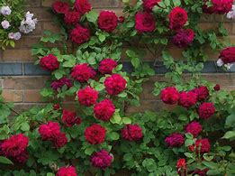 Image result for Climbing Rose Tree