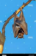 Image result for Sleeping Bat Drawing