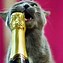 Image result for Happy New Year Funny Cats
