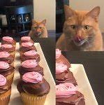 Image result for Cupcake Cat Meme