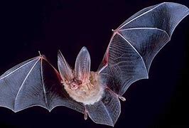 Image result for Bat 1800s