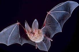 Image result for Bat Species and There Names