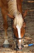 Image result for 3 Horse Photo Finish