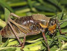 Image result for Cricket Looking Bug
